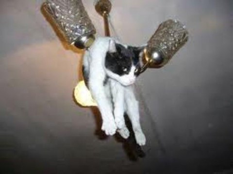 The Ultimate Cat Fails Compilation