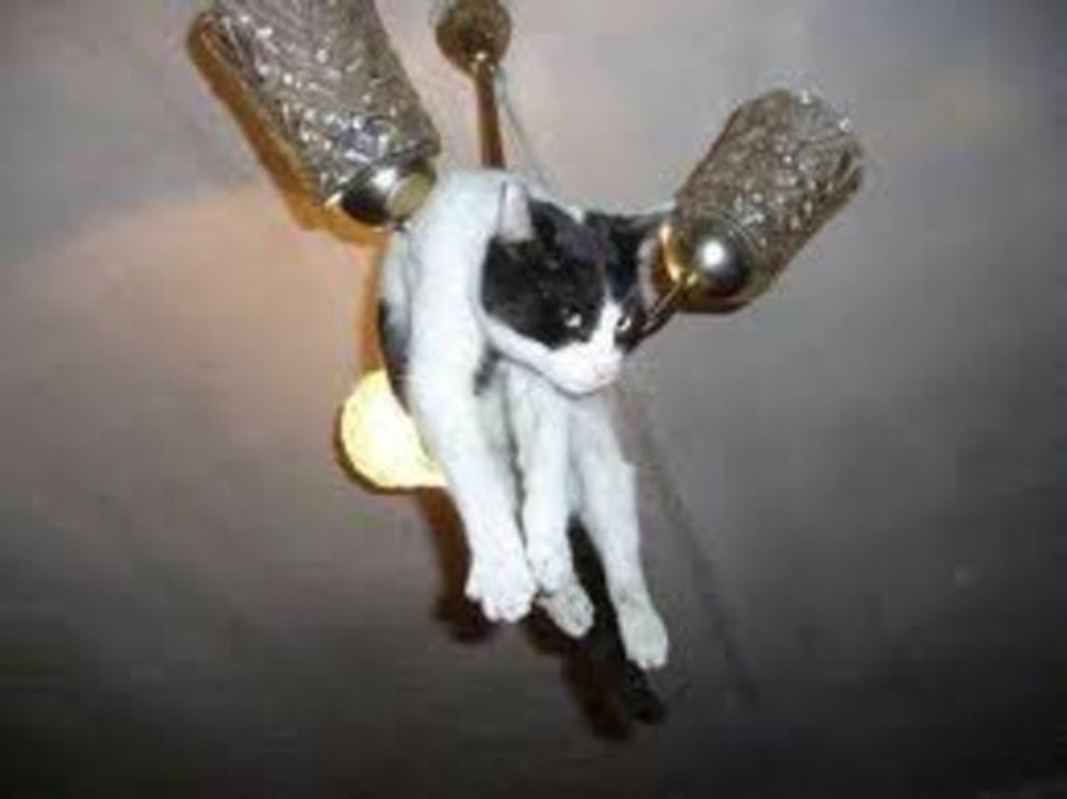 The Ultimate Cat Fails Compilation