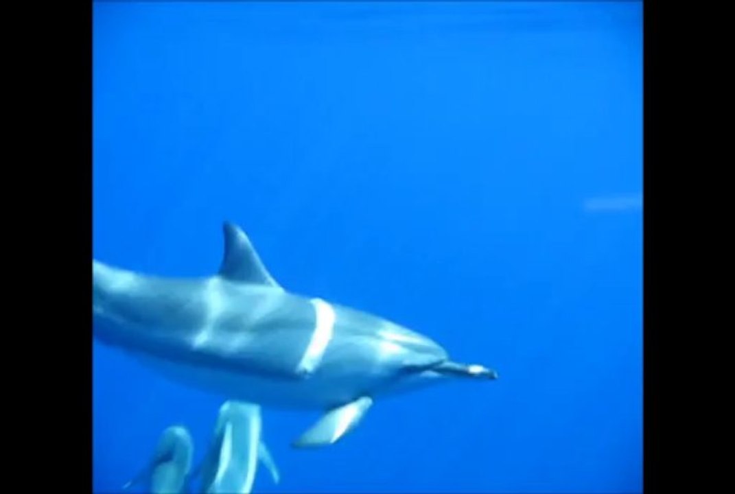 film dauphin