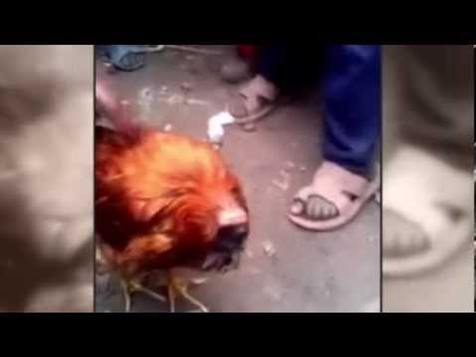 Headless chicken walks around and entralls children