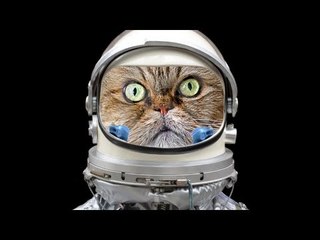 Iran to send Persian cat into space