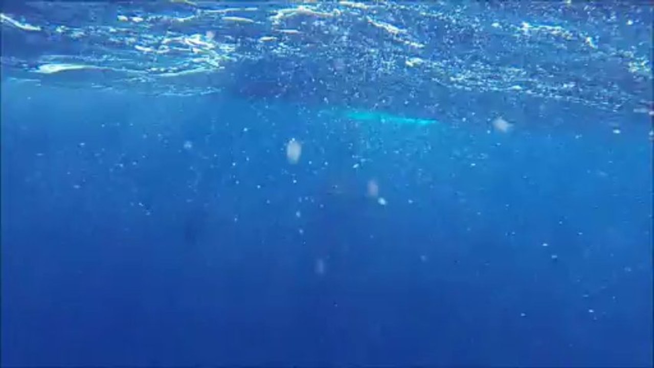 A la presqu'île de Tahiti : raie mobula, baleine et baleineau