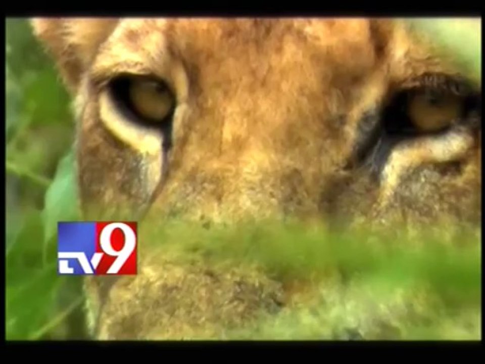 Save endangered lions - 30 minutes