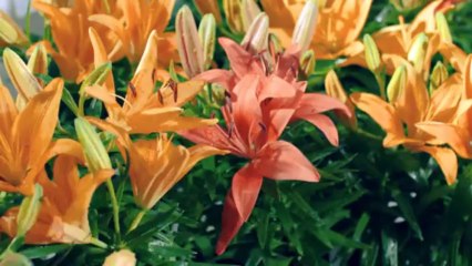 Công ty sản xuất phim quảng cáo