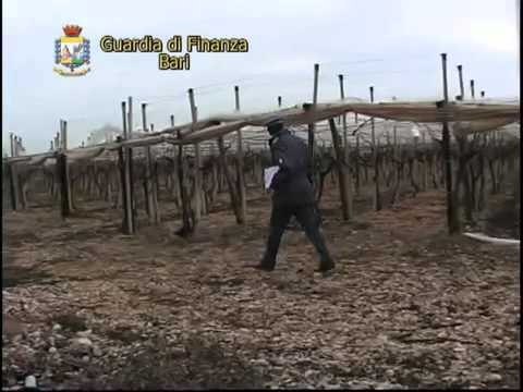 Bari - Truffa da 2 milioni all'Inps, denunciati 618 falsi braccianti agricoli (26.09.13)