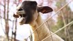 Goats Yelling Like Humans - Funny Compilation!
