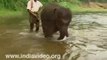 Baby Elephant bathing at Elephant Training Centre Kerala India