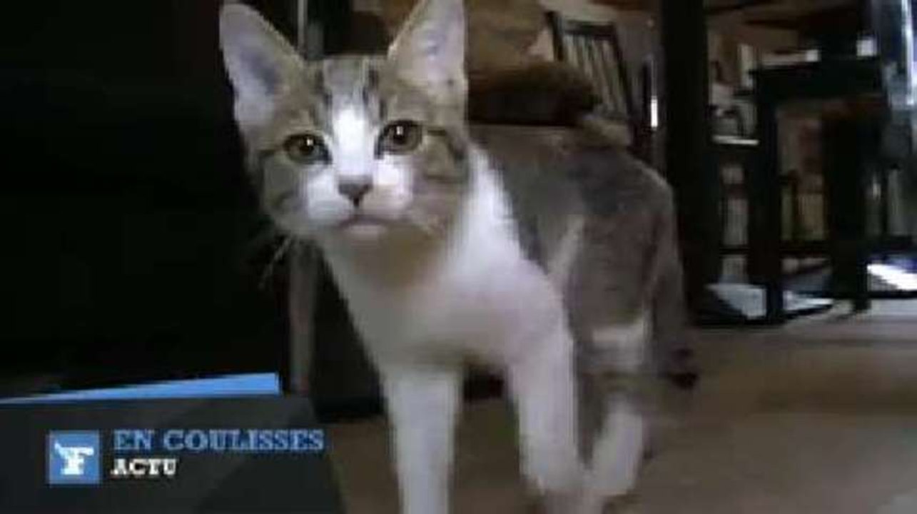 Dans les coulisses du nouveau bar à chats, à Paris