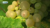 Les vendanges de A à Z en Alsace