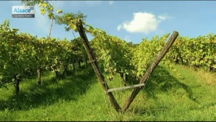 Focus: les vignerons bio