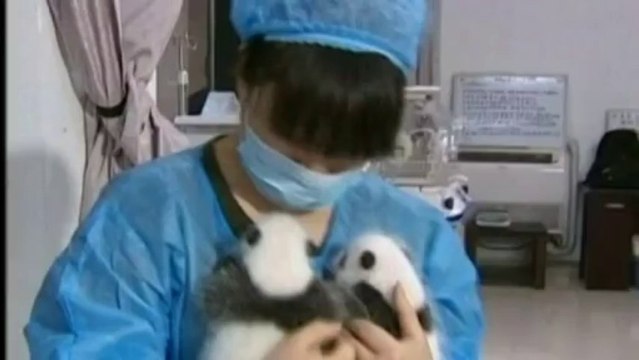 Naissances records de pandas géants : 14 en Chine et des jumeaux aux Etats-Unis
