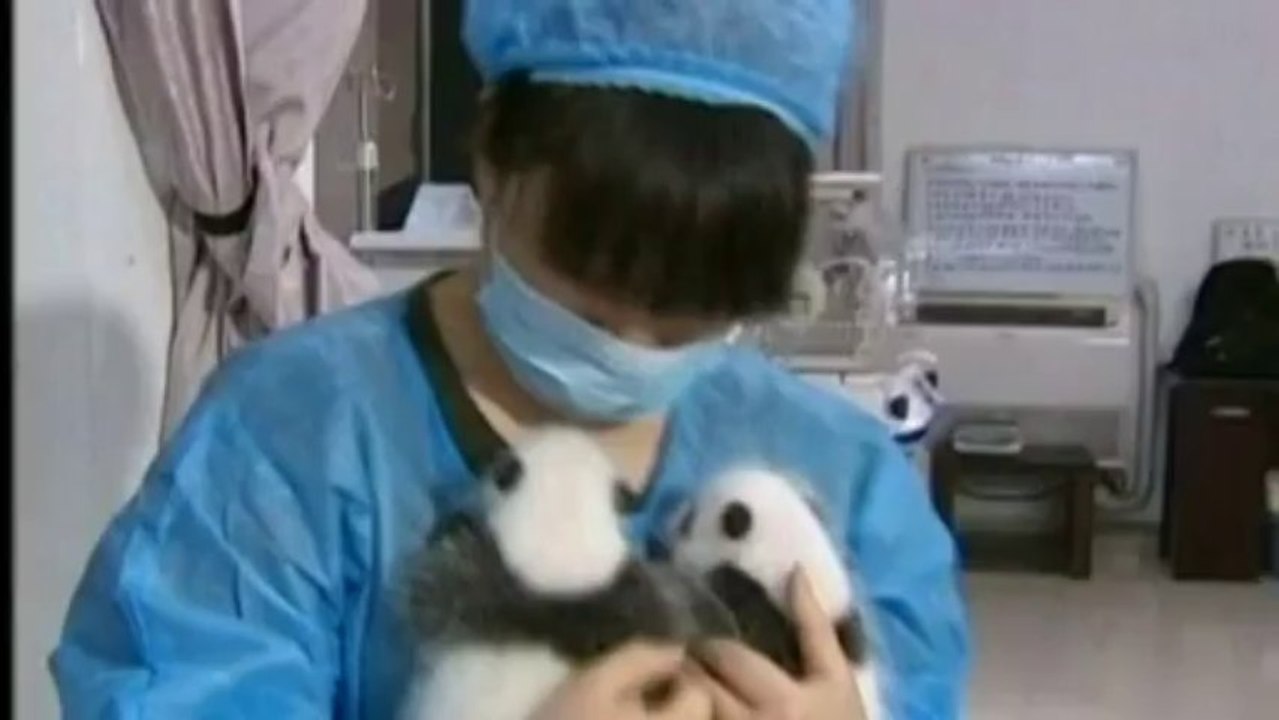 Naissances records de pandas géants : 14 en Chine et des jumeaux aux Etats-Unis