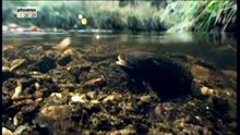 Die_zehn_aeltesten_Tiere_der_Welt