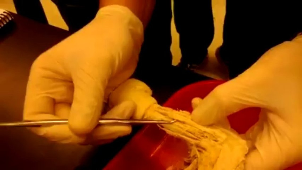 Kine 2031 Human Anatomy Cat Dissection