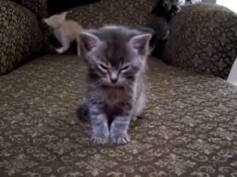 Bébé chat trop fatigué... Il tombe de sommeil. Trop mignon!