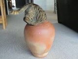 Fat Cat in pot - Hilarious