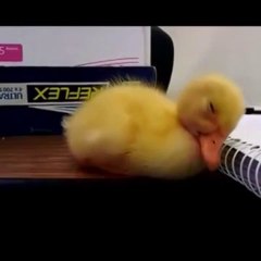 Un bébé canard trop fatigué!