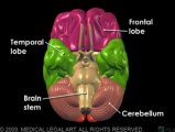 Brain Anatomy and Functions [ human anatomy ]