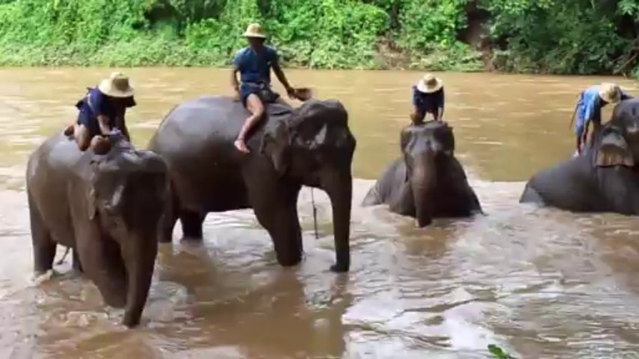 Les éléphants c'est du propre