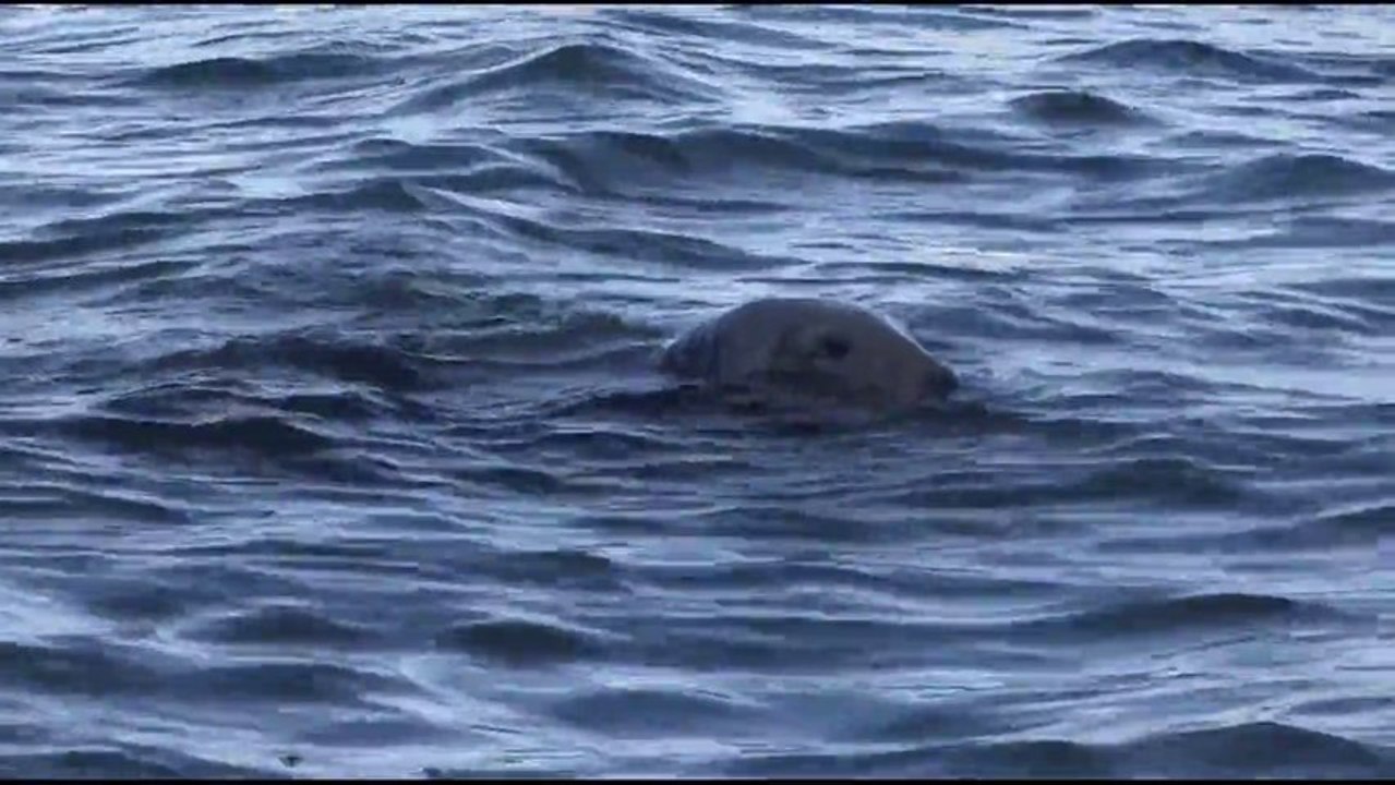 Phoque Breton chez Talbert (le sillon)