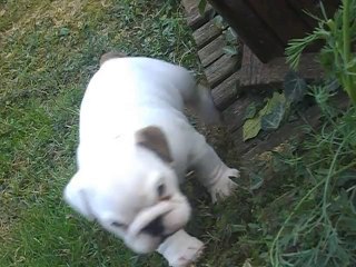 chiots bulldog anglais 6 semaines