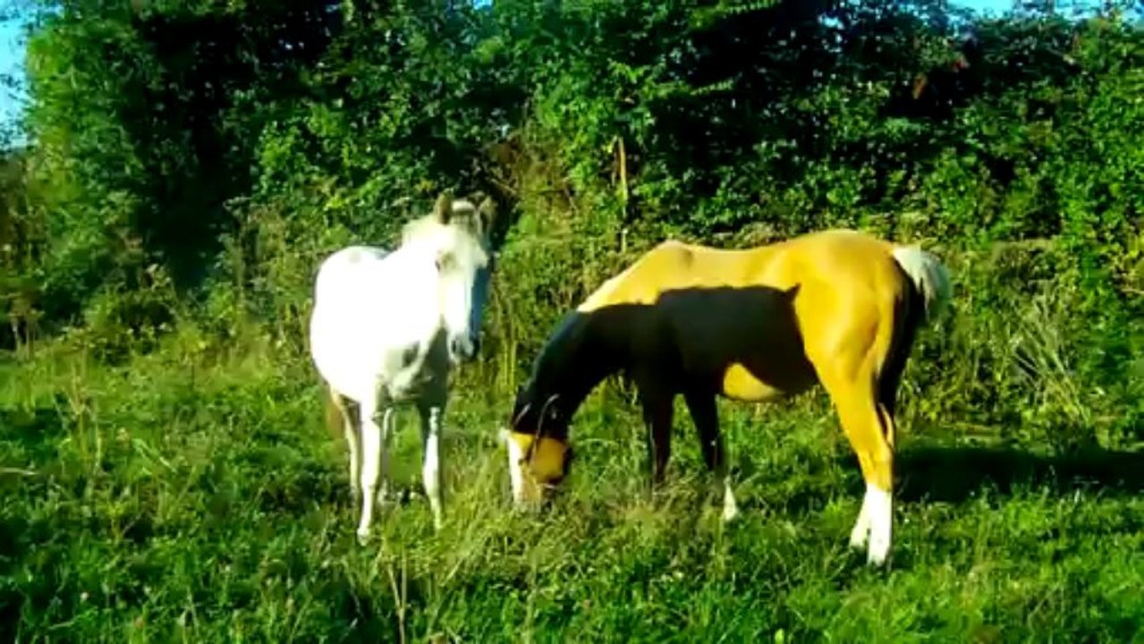 Cody &  Country boy (24sept2013)