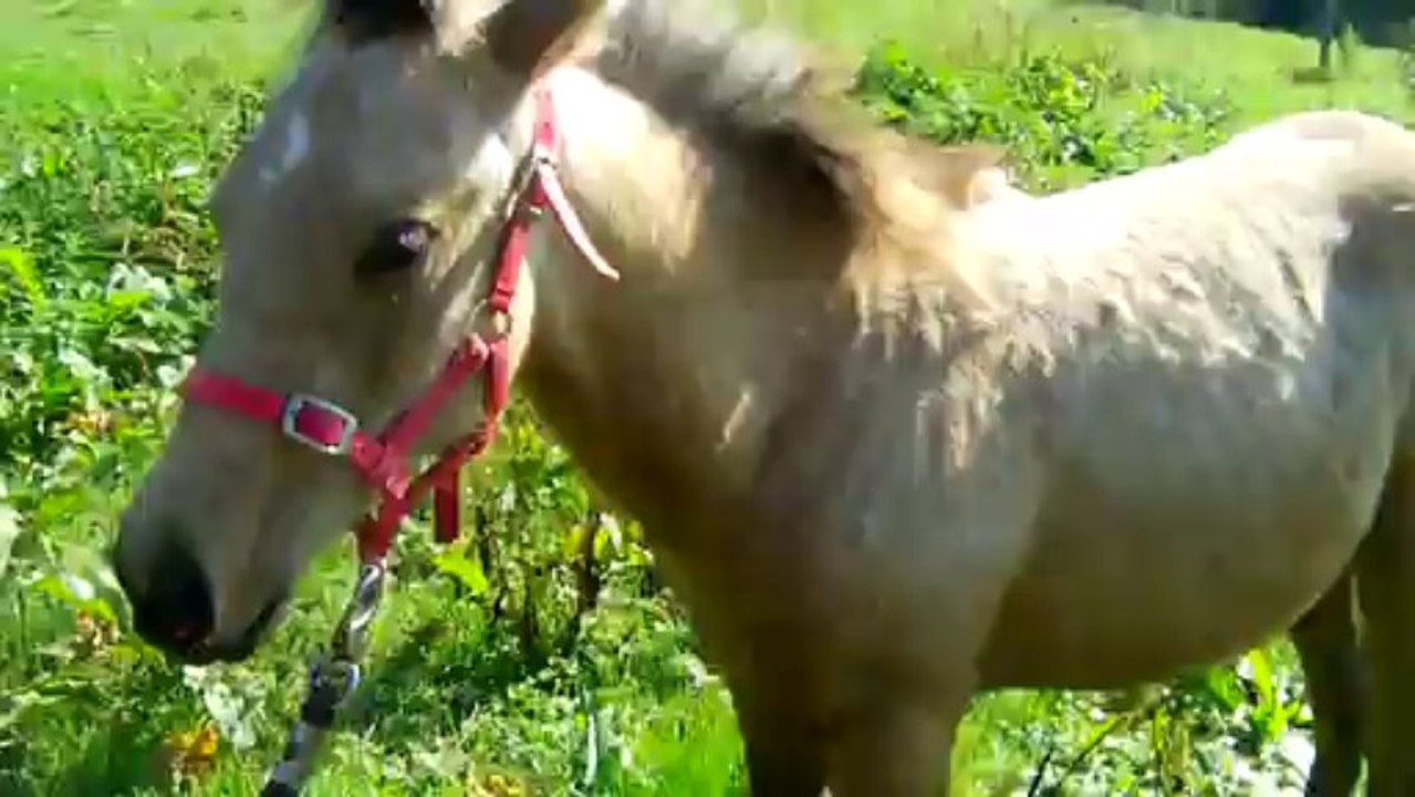 Dollar en longe (24sept2013)