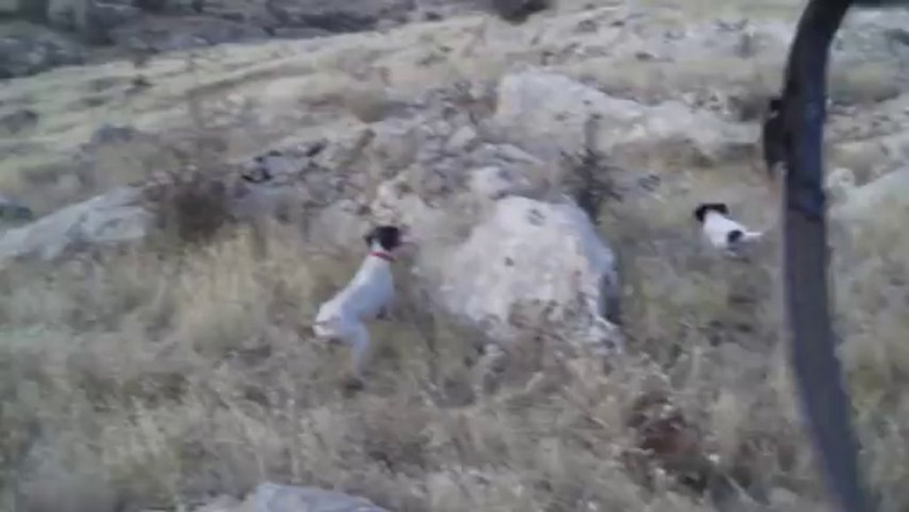 elsa bıldırcın ferma 2