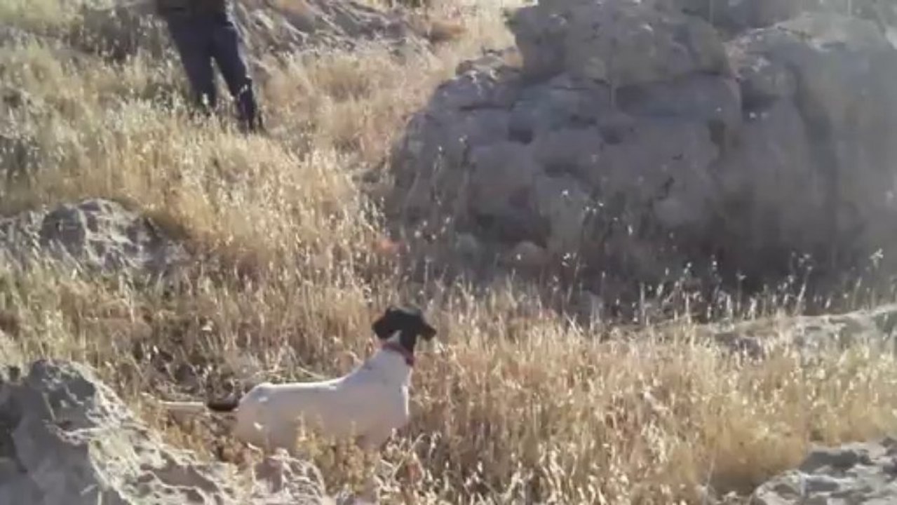 elsa bıldırcın ferma 5