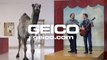 Commercial Stars - Timothy Ryan Cole from Geico Insurance