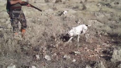 elsa yarlı bıldırcın