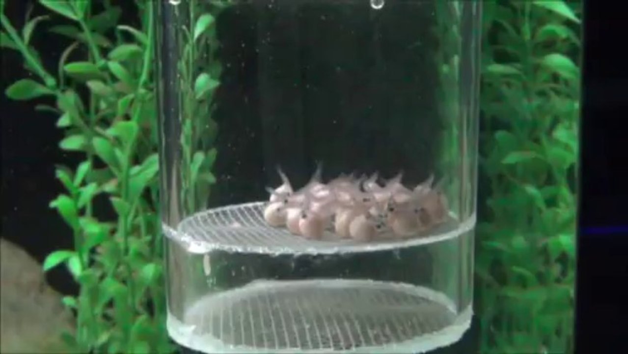 2013-09-27 - Bébés Gibberosa