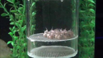 2013-09-27 - Bébés Gibberosa