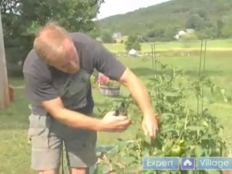 Plants | Plantronics Bluetooth Code | Plantar Fasciitis Night Splint Amazon