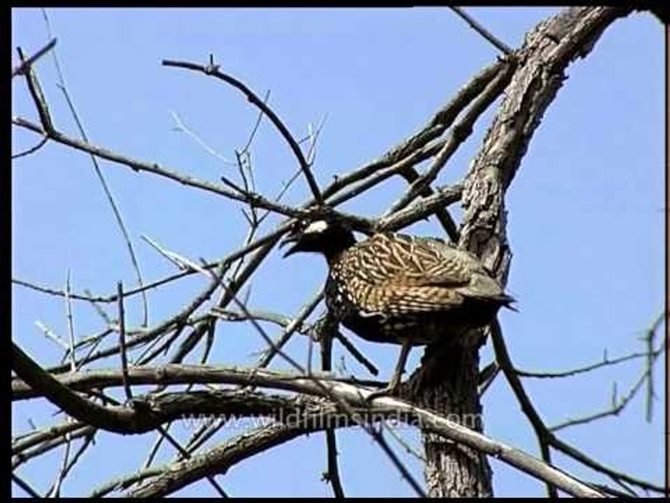Black Partridge