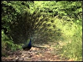 Charming Indian Peafowl