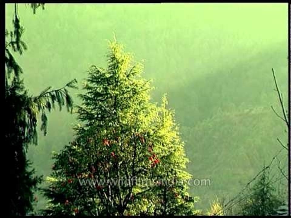 Landour, Uttaranchal