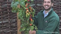 Plant Grows Both Tomatoes and Potatoes