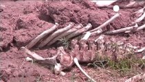 Over 80 elephants killed by poachers in Zimbabwe