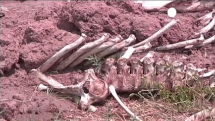 Zimbabwe: pene durissime contro bracconieri