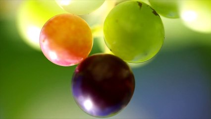 La vigne: de la floraison à la maturation