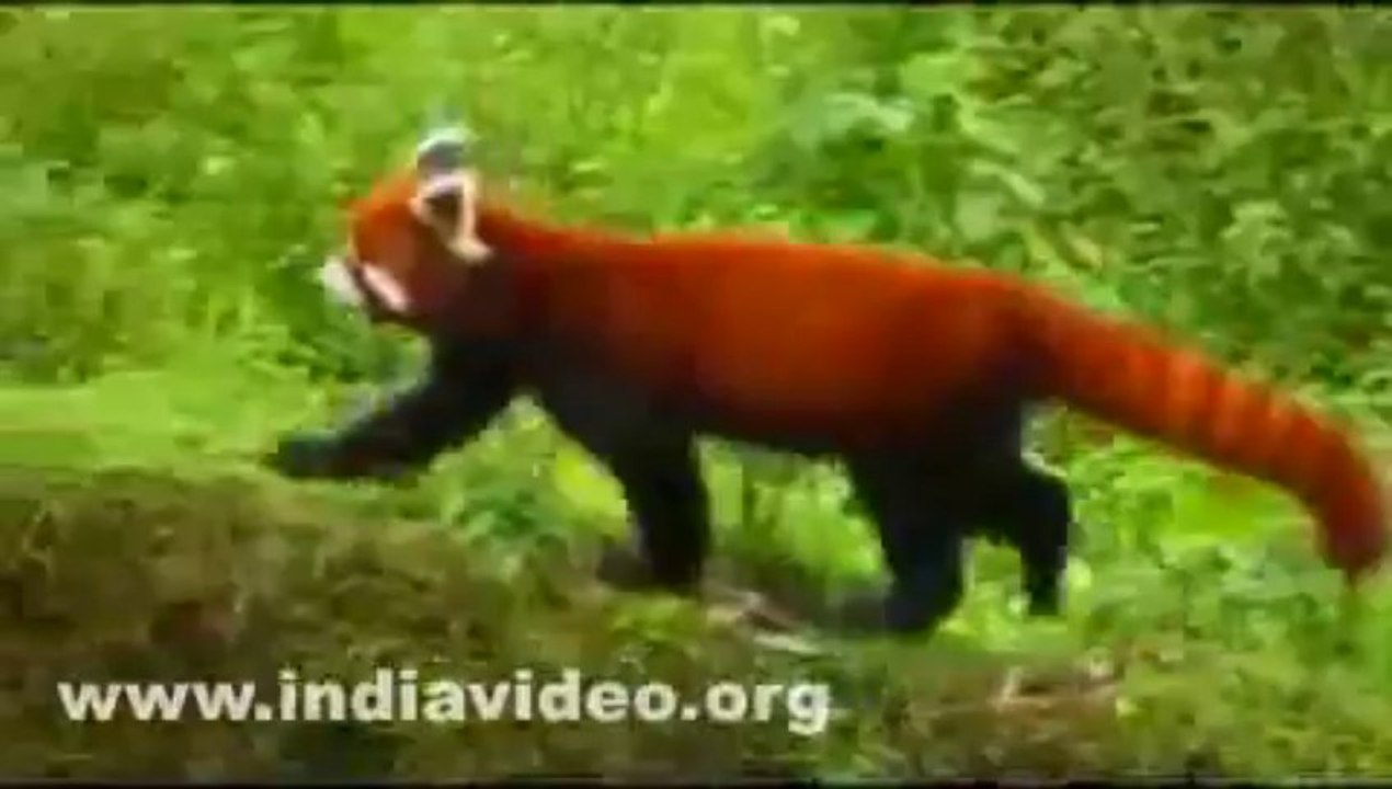 Himalayan Zoological Park Gangtok India