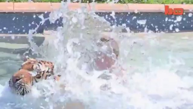 Vivre avec des tigres comme animaux de compagnie! Oui oui!