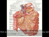 FREE Download Human Anatomy Marieb 6th Edition Latest Version Download - Medical Study