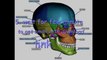 3d Anatomy Free -  Get 3D Human Anatomy Software FREE