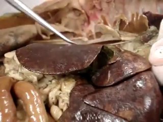 Anatomy 35  The Liver | Human Anatomy