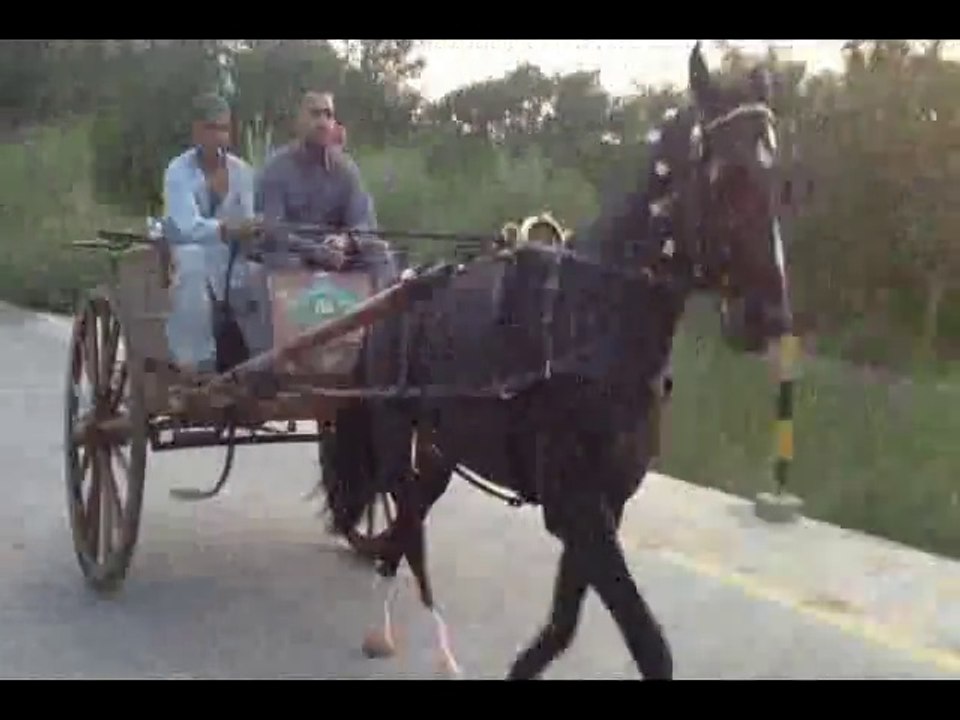 Shafqat zaman horse bablu jumma try 27-9-13