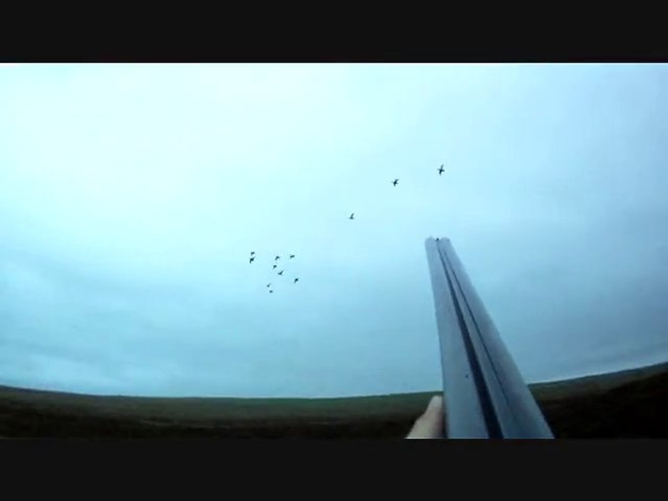 Duck Video