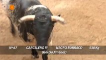 Sorteo de toros para la corrida del 28 de septiembre de 2013 en Sevilla