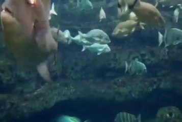 Crystal Palace Quartet...Donaldson...Makin' Whoopee